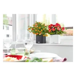 Vaso Cube Color 16 Lechuza Set Completo