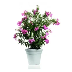 Vaso Doppio Bordo Liscio Ducale